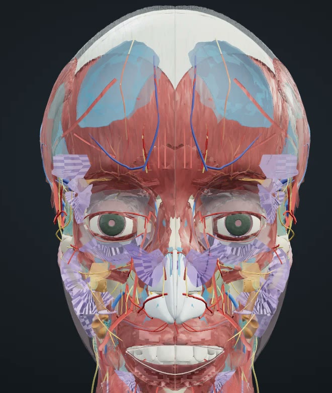 Vessels and nerves beneath the muscles